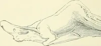 An illustration from Pre-historic times: as illustrated by ancient remains and the manners and customs of modern savages (1900)
