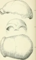 An illustration from Pre-historic times: as illustrated by ancient remains and the manners and customs of modern savages (1900)