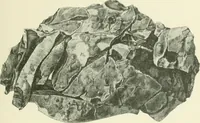 An illustration from Pre-historic times: as illustrated by ancient remains and the manners and customs of modern savages (1900)
