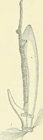 An illustration from Pre-historic times: as illustrated by ancient remains and the manners and customs of modern savages (1900)