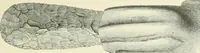 An illustration from Pre-historic times: as illustrated by ancient remains and the manners and customs of modern savages (1900)