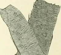 An illustration from Pre-historic times: as illustrated by ancient remains and the manners and customs of modern savages (1900)