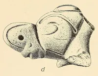 An illustration from Prehistoric objects from a shell-heap at Erin bay, Trinidad (1914)