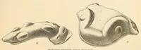 Picture 14 of 18 from Prehistoric objects from a shell-heap at Erin bay, Trinidad (1914), leaf 31