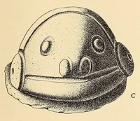 Picture 17 of 18 from Prehistoric objects from a shell-heap at Erin bay, Trinidad (1914), leaf 37