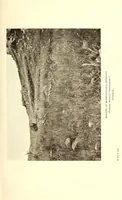 An illustration from Prehistoric Rhodesia; an examination of the historical, ethnological and archaeological evidencesas to the origin and age of the rock mines and stone buildings, with a gazetteer of mediaeval south -east Africa, 915 A.D. to 1760 A.D., and the countries of the Monomotapa, Manica, Sabia, Quiteve, Sofala, and Mozambique (1909)