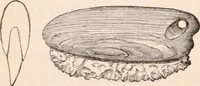 Picture 71 of 151 from Pre-historic times, as illustrated by ancient remains and the manners and customs of modern savages (1892), leaf 141