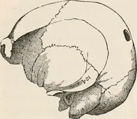 An illustration from Pre-historic times, as illustrated by ancient remains and the manners and customs of modern savages (1892)