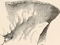 An illustration from Pre-historic times, as illustrated by ancient remains and the manners and customs of modern savages (1892)