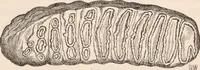 An illustration from Pre-historic times, as illustrated by ancient remains and the manners and customs of modern savages (1892)