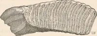 An illustration from Pre-historic times, as illustrated by ancient remains and the manners and customs of modern savages (1892)