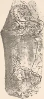 An illustration from Pre-historic times, as illustrated by ancient remains and the manners and customs of modern savages (1892)