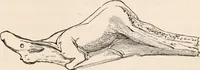 An illustration from Pre-historic times, as illustrated by ancient remains and the manners and customs of modern savages (1892)