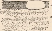 An illustration from Pre-historic times, as illustrated by ancient remains and the manners and customs of modern savages (1892)