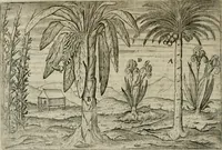 An illustration from Premier livre de l'histoire de la navigation aux Indes Orientales, par les hollandois, et des choses a eux advenues : ensemble les conditions, les meurs, & manieres de vivres des nations, par eux abordees : plus les monnoyes, espices, drogues, & marchandises, & le pris d'icelles : davantage les decouvremens & apparences, situations, & costes maritimes des contrees : avec le vray pourtrait au vif des habitans : le tout par plusieurs figures illustré : tres-recreatif a lire a tous navigans & amateurs des navigations lointaines, ez terres estrangeres (1609)