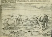 An illustration from Premier livre de l'histoire de la navigation aux Indes Orientales, par les hollandois, et des choses a eux advenues : ensemble les conditions, les meurs, & manieres de vivres des nations, par eux abordees : plus les monnoyes, espices, drogues, & marchandises, & le pris d'icelles : davantage les decouvremens & apparences, situations, & costes maritimes des contrees : avec le vray pourtrait au vif des habitans : le tout par plusieurs figures illustré : tres-recreatif a lire a tous navigans & amateurs des navigations lointaines, ez terres estrangeres (1609)