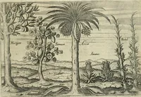 An illustration from Premier livre de l'histoire de la navigation aux Indes Orientales, par les hollandois, et des choses a eux advenues : ensemble les conditions, les meurs, & manieres de vivres des nations, par eux abordees : plus les monnoyes, espices, drogues, & marchandises, & le pris d'icelles : davantage les decouvremens & apparences, situations, & costes maritimes des contrees : avec le vray pourtrait au vif des habitans : le tout par plusieurs figures illustré : tres-recreatif a lire a tous navigans & amateurs des navigations lointaines, ez terres estrangeres (1609)
