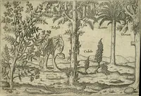 An illustration from Premier livre de l'histoire de la navigation aux Indes Orientales, par les hollandois, et des choses a eux advenues : ensemble les conditions, les meurs, & manieres de vivres des nations, par eux abordees : plus les monnoyes, espices, drogues, & marchandises, & le pris d'icelles : davantage les decouvremens & apparences, situations, & costes maritimes des contrees : avec le vray pourtrait au vif des habitans : le tout par plusieurs figures illustré : tres-recreatif a lire a tous navigans & amateurs des navigations lointaines, ez terres estrangeres (1609)