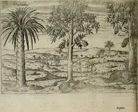 An illustration from Premier livre de l'histoire de la navigation aux Indes Orientales, par les hollandois, et des choses a eux advenues : ensemble les conditions, les meurs, & manieres de vivres des nations, par eux abordees : plus les monnoyes, espices, drogues, & marchandises, & le pris d'icelles : davantage les decouvremens & apparences, situations, & costes maritimes des contrees : avec le vray pourtrait au vif des habitans : le tout par plusieurs figures illustré : tres-recreatif a lire a tous navigans & amateurs des navigations lointaines, ez terres estrangeres (1609)