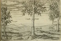 An illustration from Premier livre de l'histoire de la navigation aux Indes Orientales, par les hollandois, et des choses a eux advenues : ensemble les conditions, les meurs, & manieres de vivres des nations, par eux abordees : plus les monnoyes, espices, drogues, & marchandises, & le pris d'icelles : davantage les decouvremens & apparences, situations, & costes maritimes des contrees : avec le vray pourtrait au vif des habitans : le tout par plusieurs figures illustré : tres-recreatif a lire a tous navigans & amateurs des navigations lointaines, ez terres estrangeres (1609)