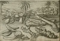 Picture 46 of 62 from Premier livre de l'histoire de la navigation aux Indes Orientales, par les hollandois, et des choses a eux advenues : ensemble les conditions, les meurs, & manieres de vivres des nations, par eux abordees : plus les monnoyes, espices, drogues, & marchandises, & le pris d'icelles : davantage les decouvremens & apparences, situations, & costes maritimes des contrees : avec le vray pourtrait au vif des habitans : le tout par plusieurs figures illustré : tres-recreatif a lire a tous navigans & amateurs des navigations lointaines, ez terres estrangeres (1609), leaf 85