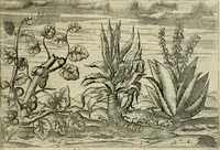 An illustration from Premier livre de l'histoire de la navigation aux Indes Orientales, par les hollandois, et des choses a eux advenues : ensemble les conditions, les meurs, & manieres de vivres des nations, par eux abordees : plus les monnoyes, espices, drogues, & marchandises, & le pris d'icelles : davantage les decouvremens & apparences, situations, & costes maritimes des contrees : avec le vray pourtrait au vif des habitans : le tout par plusieurs figures illustré : tres-recreatif a lire a tous navigans & amateurs des navigations lointaines, ez terres estrangeres (1609)