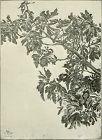 An illustration from Pre-Raphaelitism and the pre-Raphaelite brotherhood (1905)