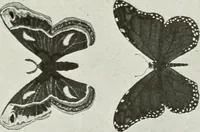 An illustration from Present status of drawing and art in the elementary and secondary schools of the United States (1914)