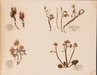 An illustration from Pressed flowers album / 1924-1960 (1924)