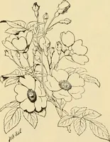 An illustration from Priced catalogue of artists' materials : supplies for oil painting, water color painting, china painting ... and drawing materials for architects and engineers, manual training schools and colleges. (1914)