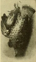 An illustration from Priced catalogue of artists' materials : supplies for oil painting, water color painting, china painting ... and drawing materials for architects and engineers, manual training schools and colleges. (1914)