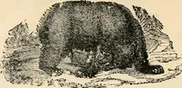 An illustration from Price list and diary for 1898. (1898)