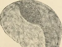 Picture 250 of 299 from Price list and diary for 1898. (1898), leaf 502