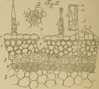 Picture 12 of 13 from Primary microscopy and biology. A text book for the use of students in high schools, normal schools and academies (1890), leaf 101