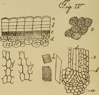 An illustration from Primary microscopy and biology. A text book for the use of students in high schools, normal schools and academies (1890)