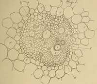 Picture 10 of 13 from Primary microscopy and biology. A text book for the use of students in high schools, normal schools and academies (1890), leaf 98
