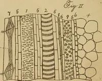 An illustration from Primary microscopy and biology. A text book for the use of students in high schools, normal schools and academies (1890)