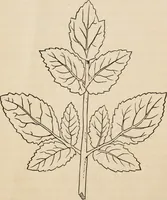 An illustration from Primer of design (1878)
