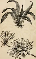 An illustration from Primer of design (1878)
