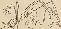 Picture 21 of 70 from Primer of design (1878), leaf 58