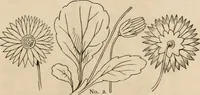 Picture 22 of 70 from Primer of design (1878), leaf 58