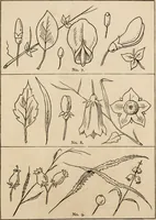 An illustration from Primer of design (1878)