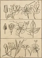 An illustration from Primer of design (1878)