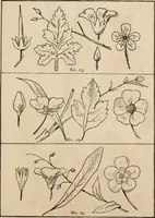 An illustration from Primer of design (1878)