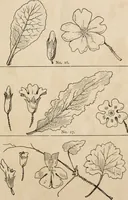 An illustration from Primer of design (1878)