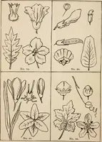 An illustration from Primer of design (1878)