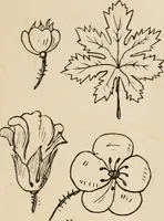 An illustration from Primer of design (1878)