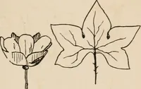An illustration from Primer of design (1878)