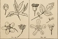 An illustration from Primer of design (1878)