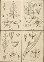 An illustration from Primer of design (1878)